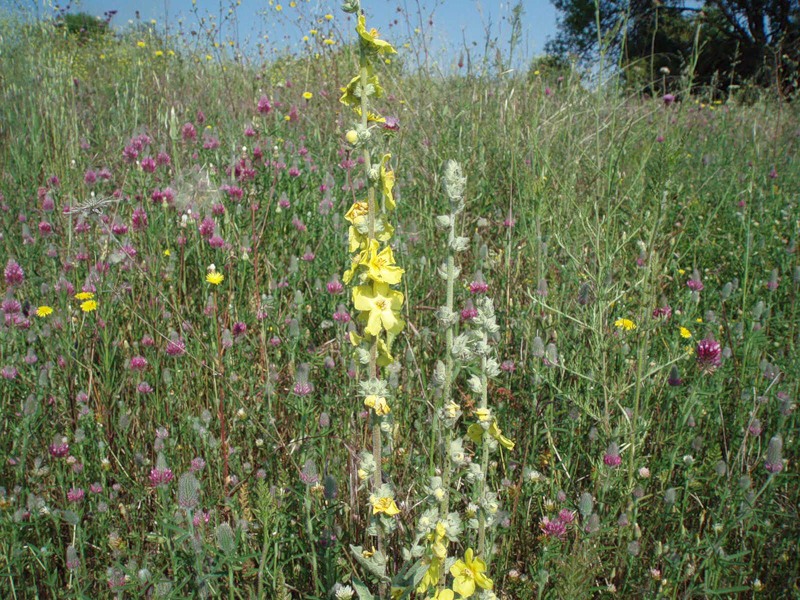 Image of Verbascum undulatum specimen.