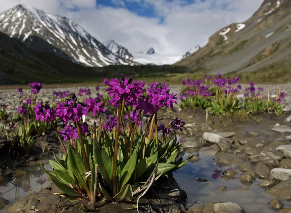 Первоцветы в природе. Дикие первоцветы Алтая. Примула Алтая. Первоцветы горный Алтай. Цветок Кандык кавказский.