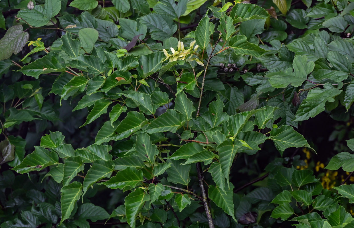 Image of Acer davidii specimen.