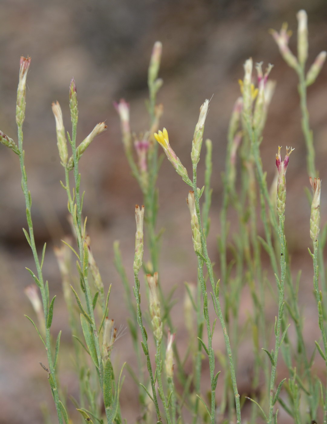 Image of familia Asteraceae specimen.