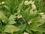 Allium victorialis
