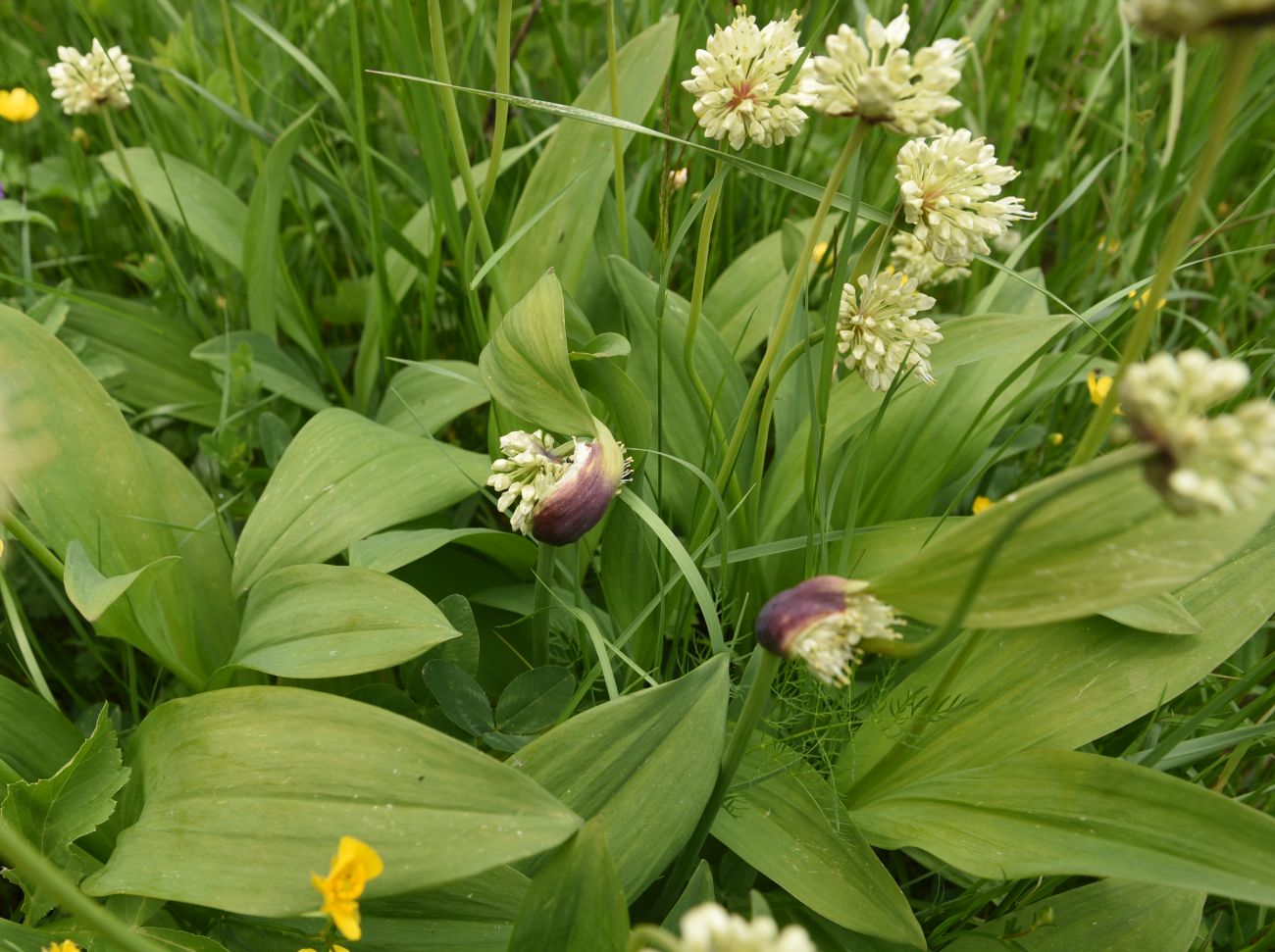 Изображение особи Allium victorialis.