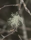 genus Usnea