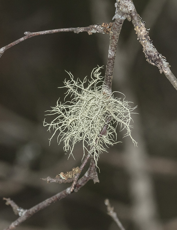 Изображение особи род Usnea.