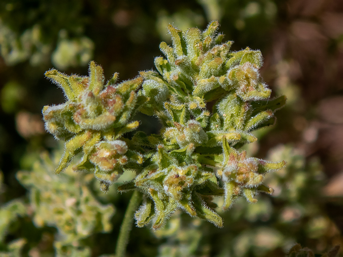 Image of Cardaria draba specimen.