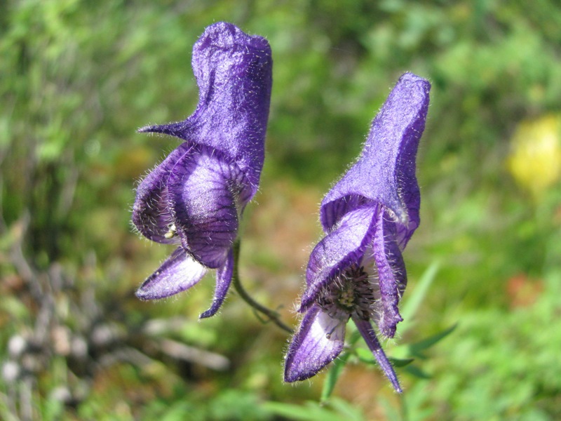 Image of Aconitum volubile specimen.