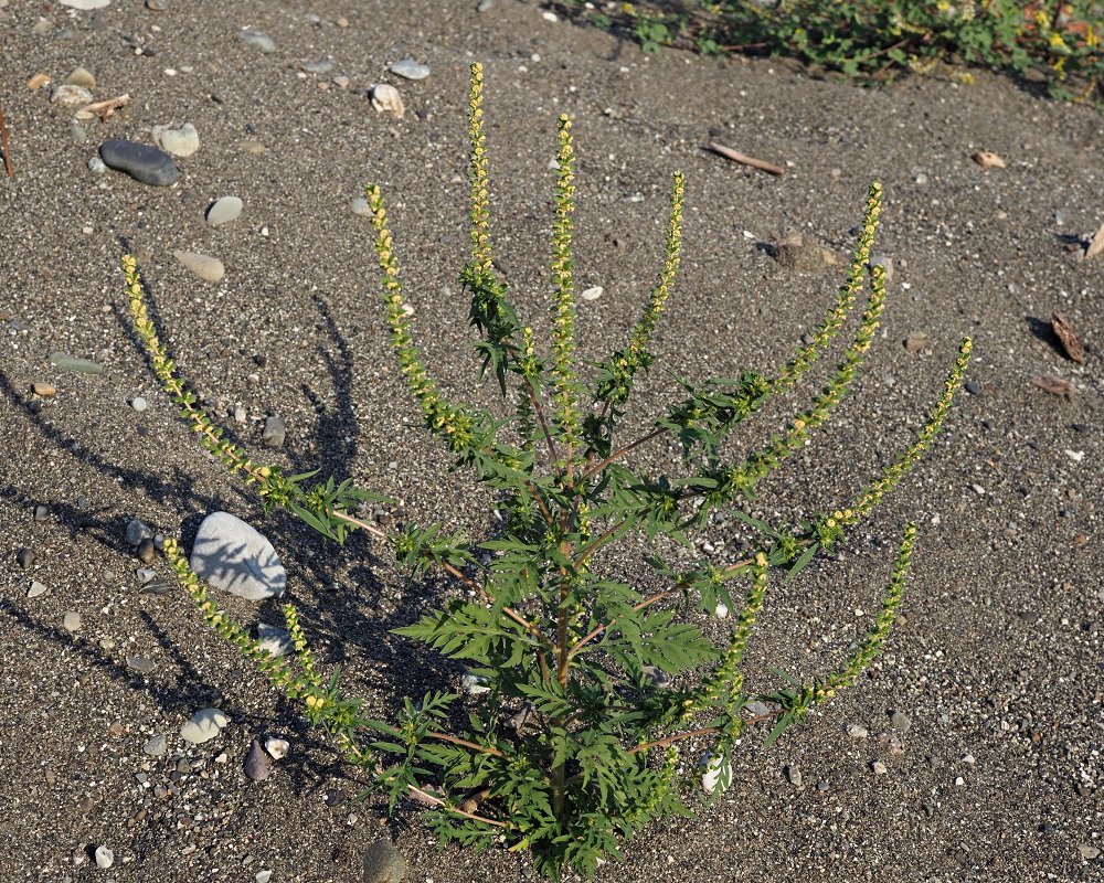 Image of Ambrosia artemisiifolia specimen.