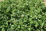 Nasturtium officinale