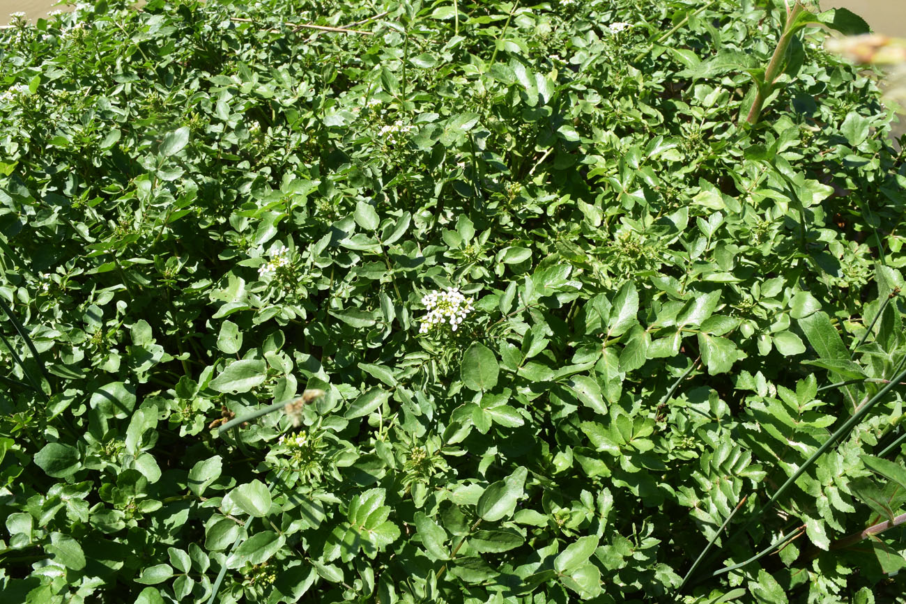 Image of Nasturtium officinale specimen.