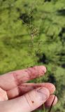 Agrostis stolonifera