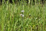 Linum stelleroides