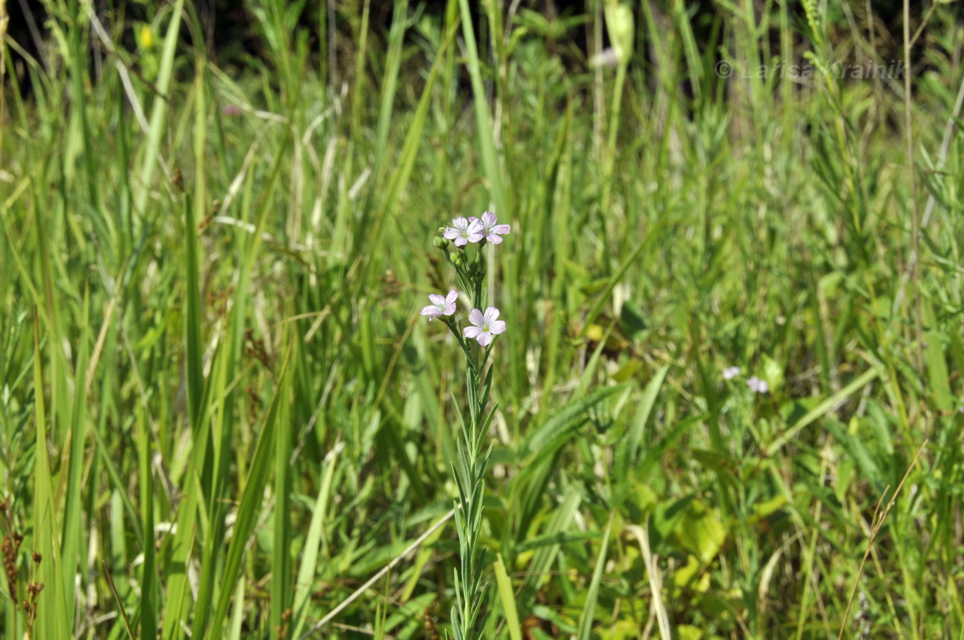 Изображение особи Linum stelleroides.