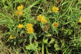 Inula britannica