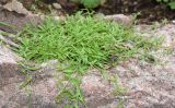 genus Silene