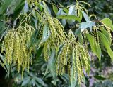 Quercus myrsinaefolia