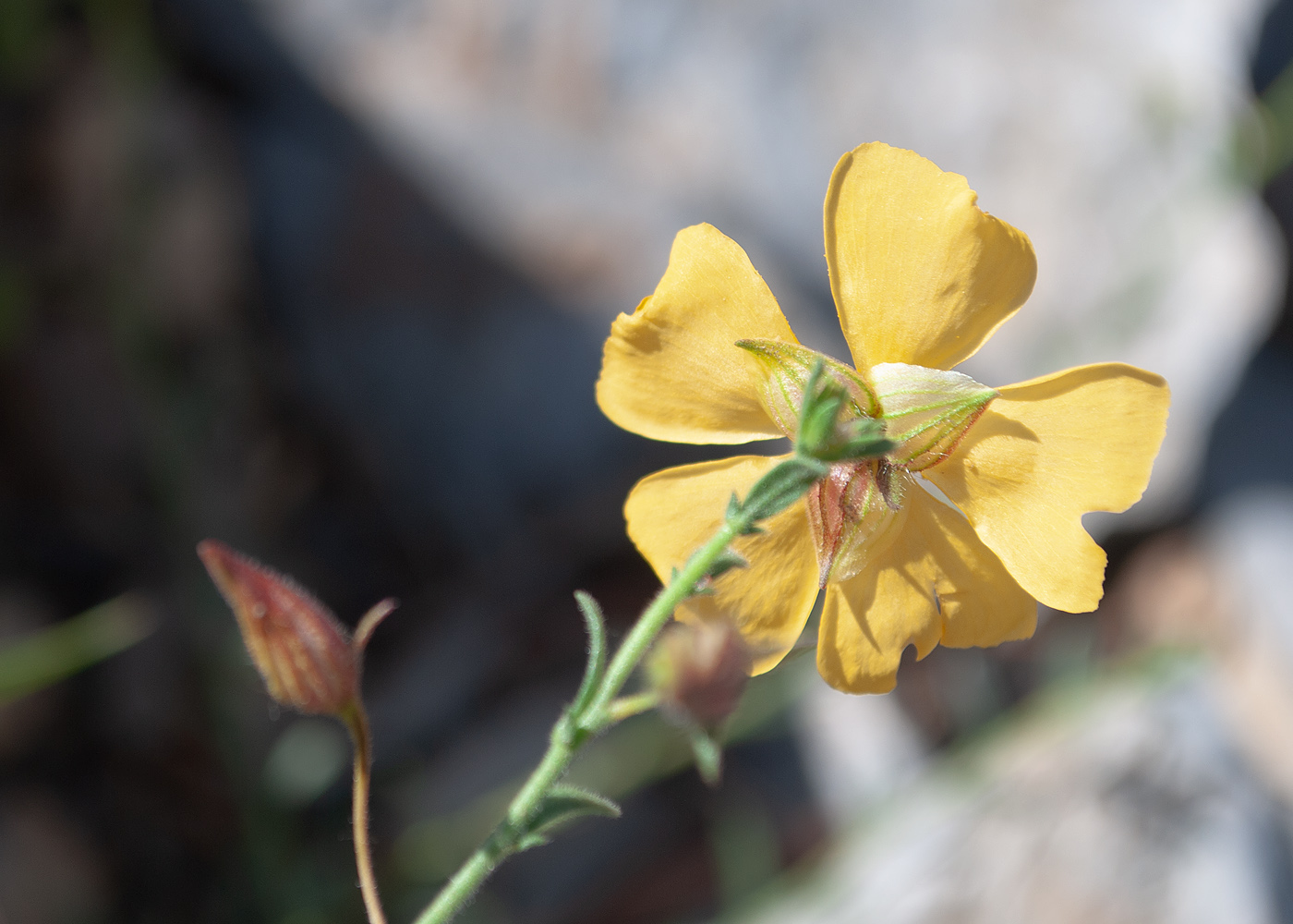 Image of Fumana arabica specimen.