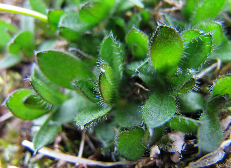 Image of Eritrichium villosum specimen.