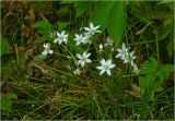 род Ornithogalum. Цветущее растение. Московская обл., Раменский р-н, окр. дер. Хрипань, садовый участок. 30.05.2025.