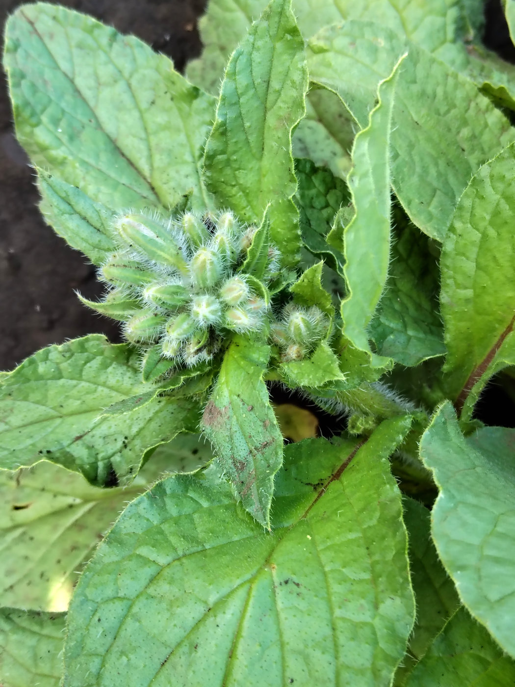 Image of Borago officinalis specimen.