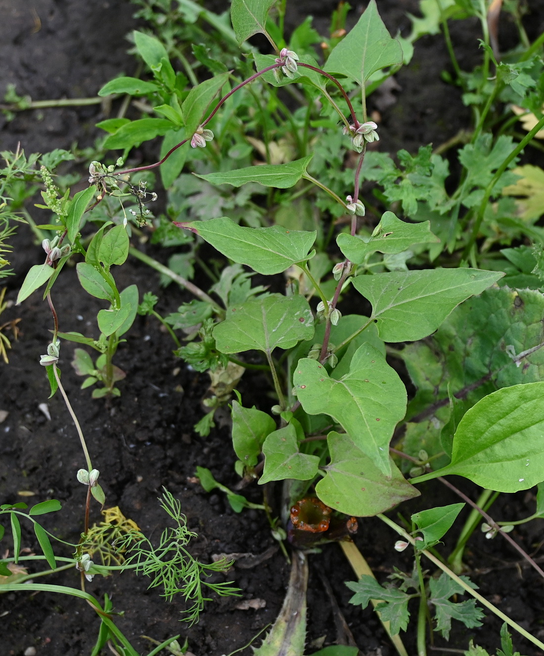 Image of Fallopia convolvulus specimen.