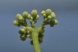 Ampelopsis brevipedunculata. Развивающееся соцветие. Приморский край, Владивостокский ГО, о. Клыкова, каменистая береговая полоса. 07.07.2025.