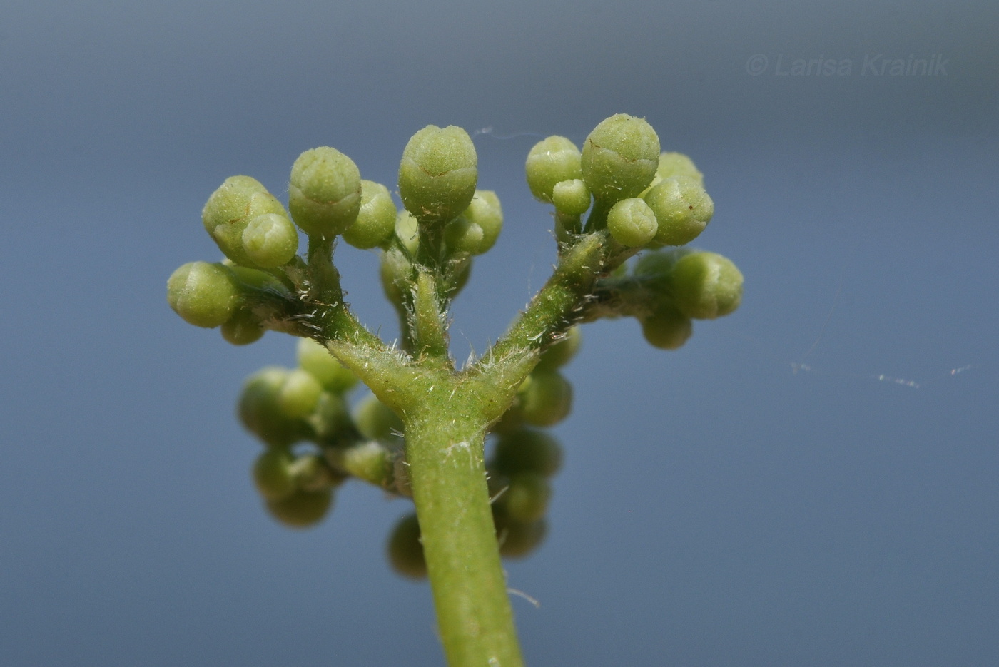 Изображение особи Ampelopsis brevipedunculata.