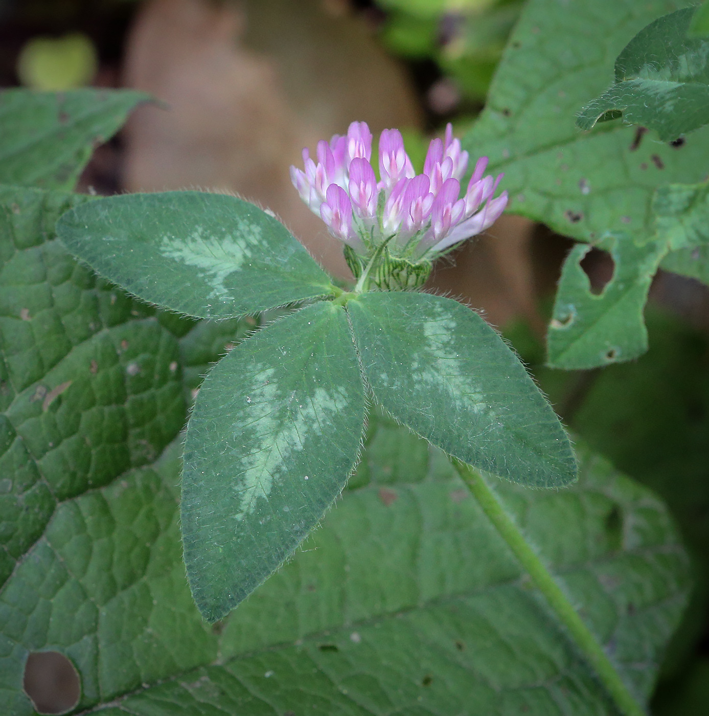Изображение особи Trifolium pratense.