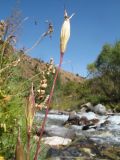 Gentianopsis barbata