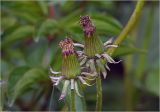 Taraxacum officinale. Созревающие соплодия. Московская обл., Раменский р-н, окр. дер. Хрипань, садовый участок. 29.05.2025.