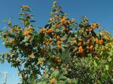 Lonicera tatarica