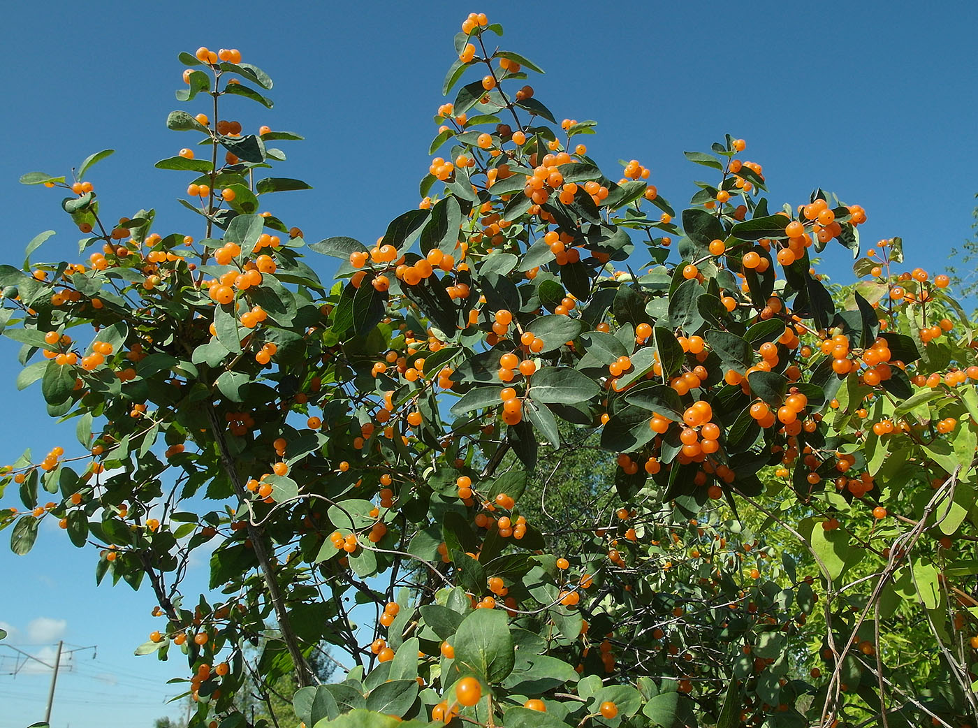 Image of Lonicera tatarica specimen.