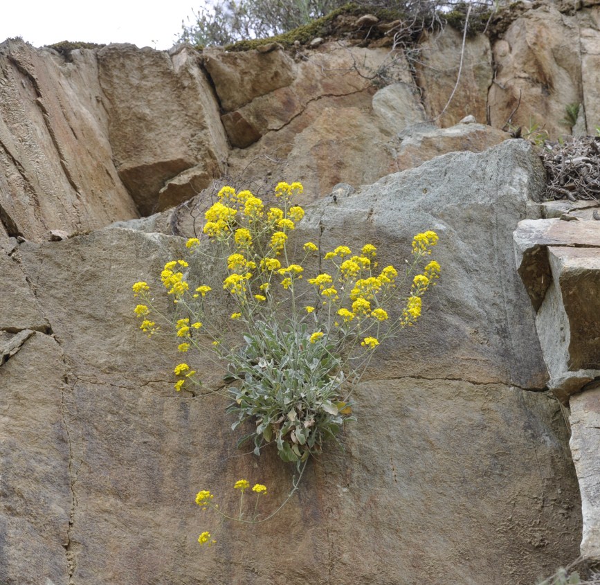 Image of Aurinia saxatilis specimen.