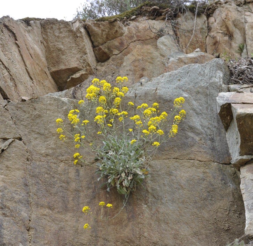 Изображение особи Aurinia saxatilis.