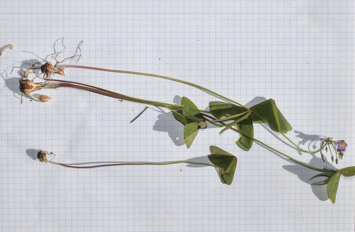 Изображение особи Oxalis latifolia.