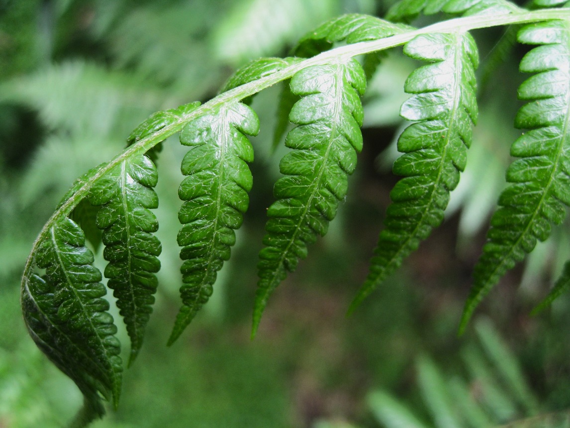Image of Cibotium barometz specimen.
