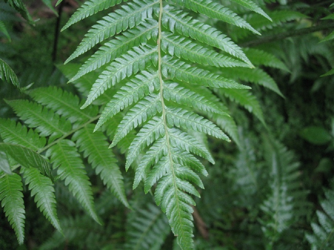 Image of Cibotium barometz specimen.