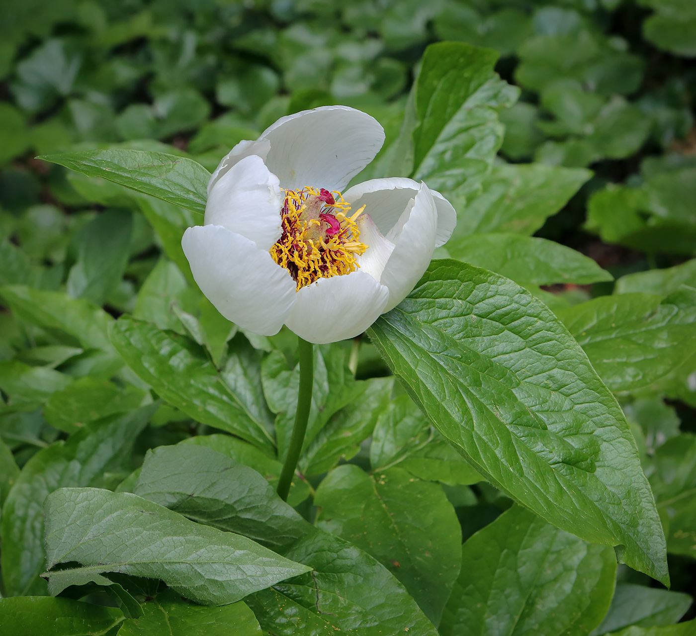 Изображение особи Paeonia wittmanniana.
