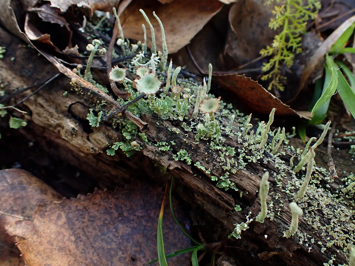 Изображение особи род Cladonia.