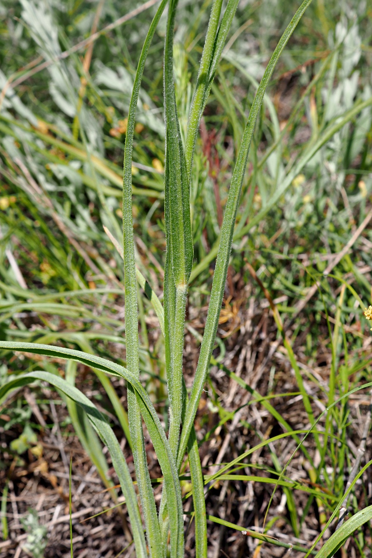Изображение особи Scorzonera stricta.