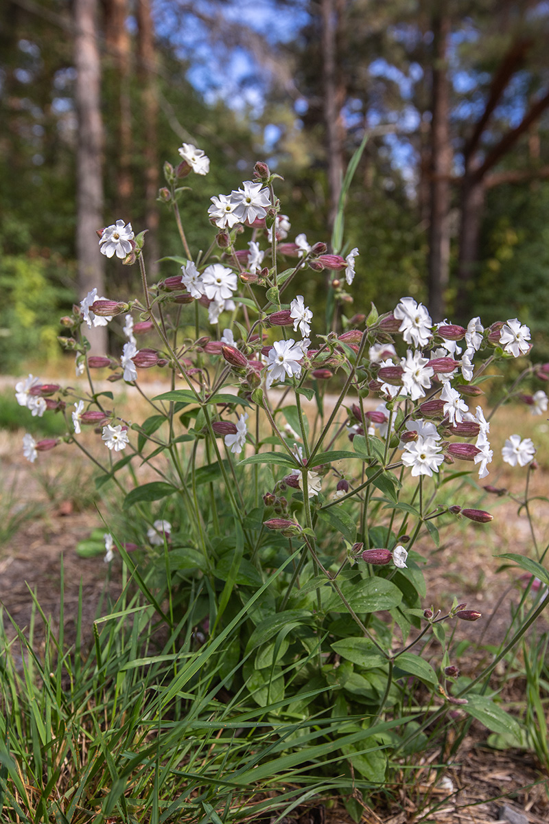 Изображение особи Melandrium album.