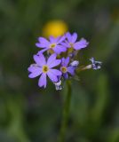 Primula auriculata. Цветки. Турция, ил Хаккари, Кырыкдаг Яйла, 300 м от базового лагеря в сторону озера, выс. ок. 2570 м н.у.м., берег р. у воды. 24 мая 2025 г.