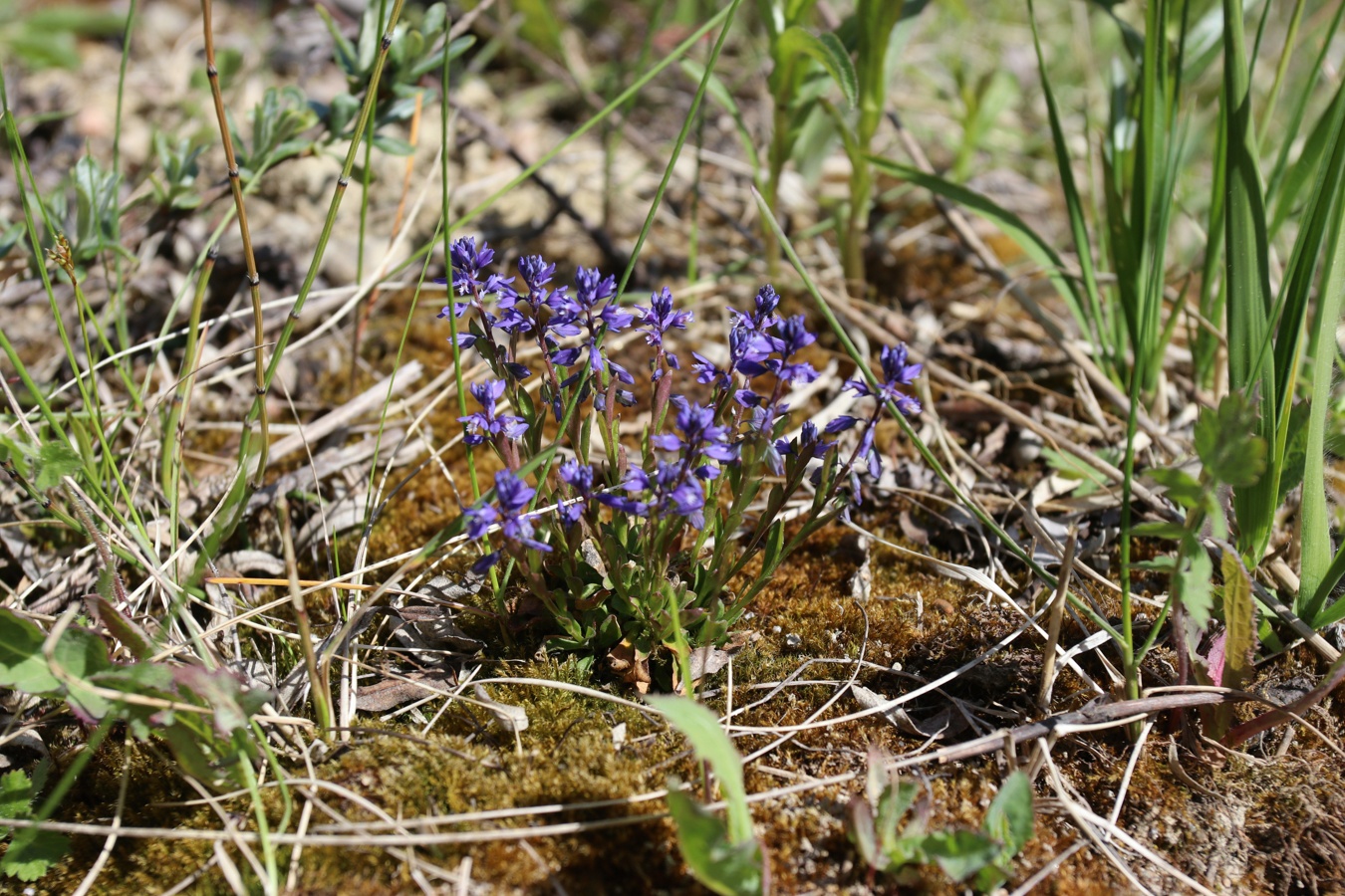 Image of Polygala amarella specimen.