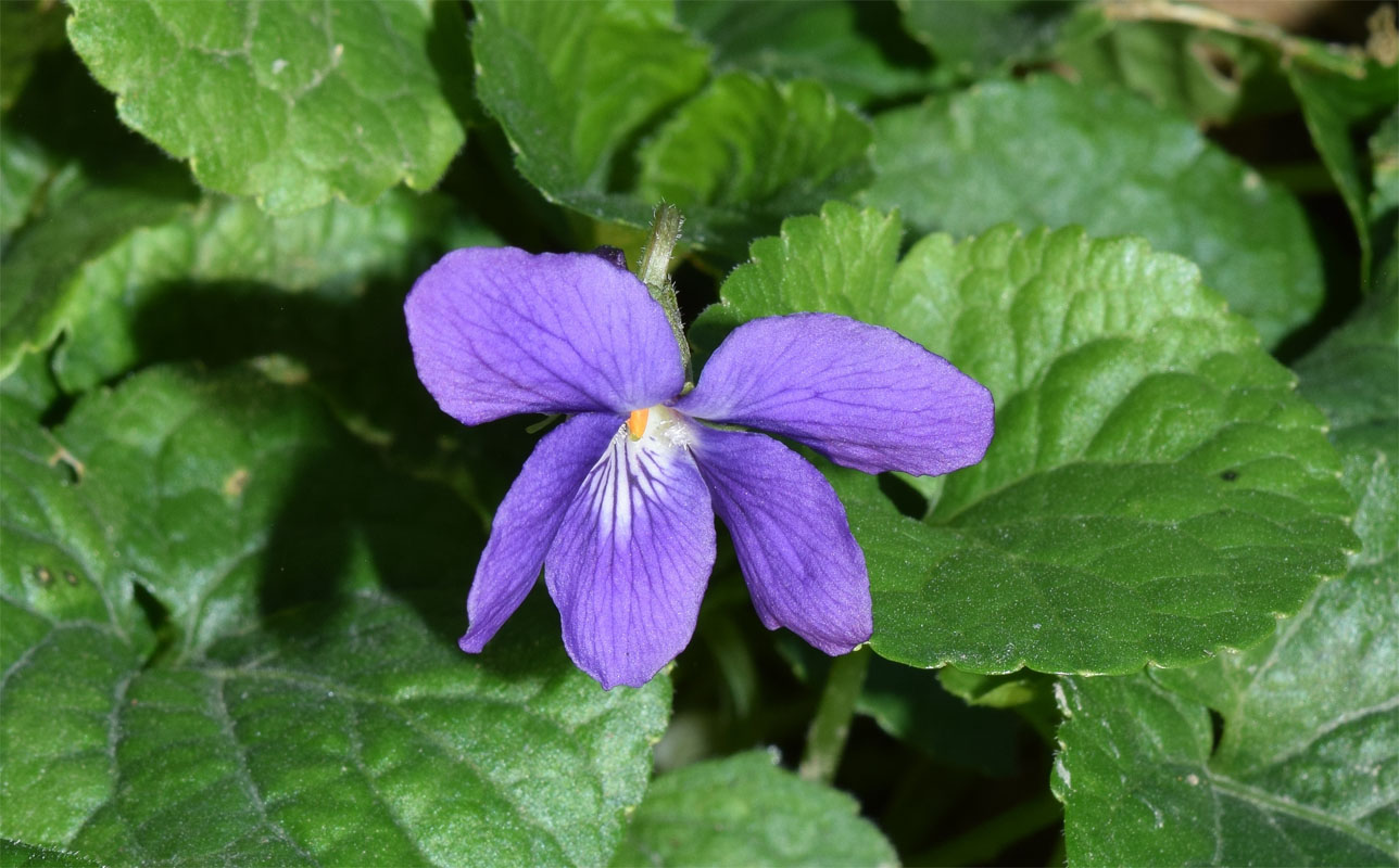 Изображение особи Viola odorata.