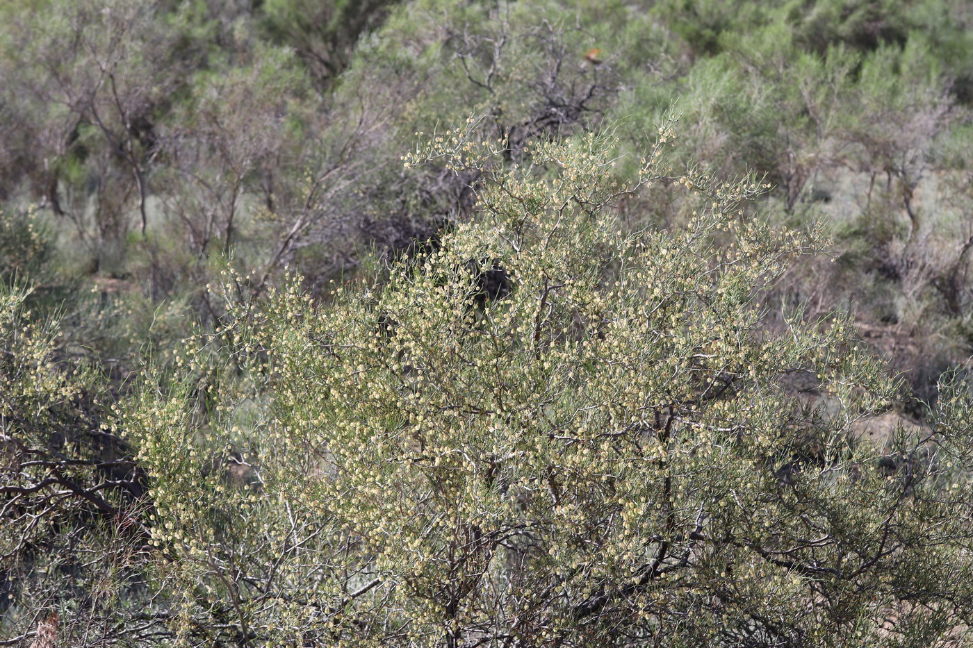 Изображение особи Calligonum leucocladum.