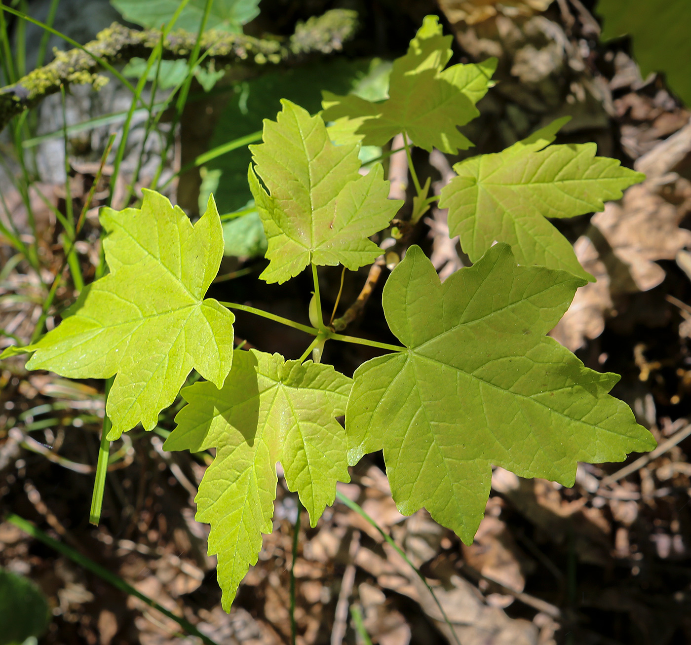 Image of Acer pseudoplatanus specimen.