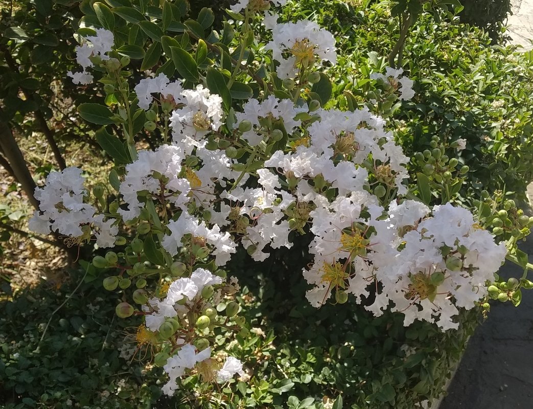 Image of Lagerstroemia indica specimen.