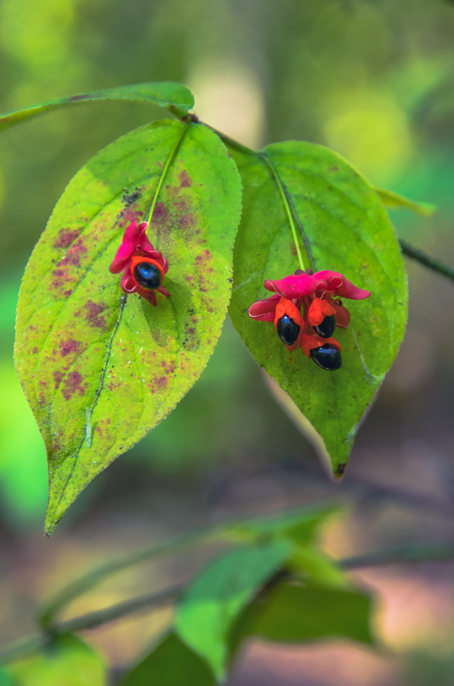 Изображение особи Euonymus pauciflorus.