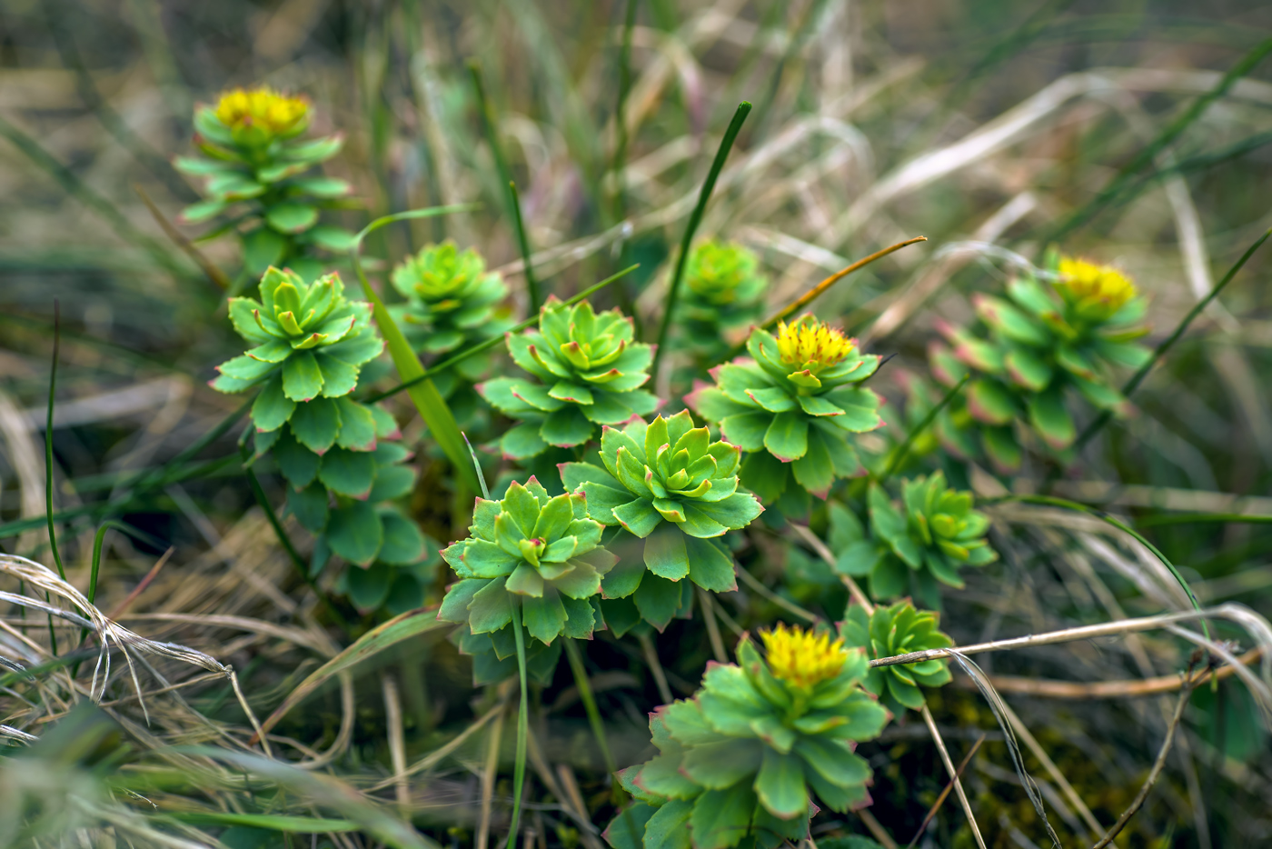 Изображение особи Rhodiola rosea.