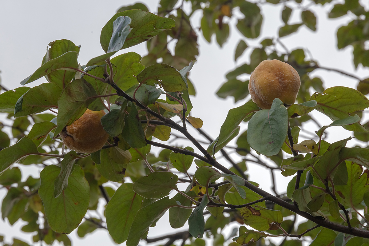 Изображение особи Cydonia oblonga.