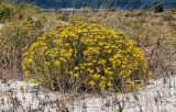 Helichrysum italicum. Цветущие растения. Португалия, округ Сетубал, п-ов Троя, окраина песчаного пляжа. 16.08.2025.